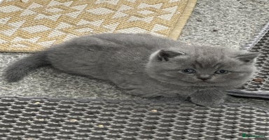 British Shorthair cats - Advert 15