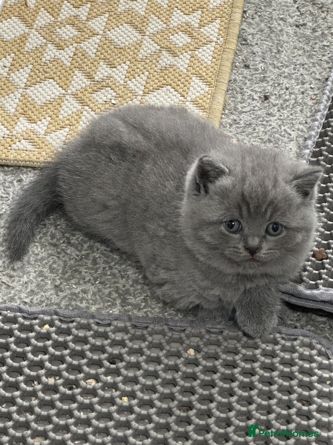 British Shorthair cats for sale: ✨ GCCF/TICA Stunning BSH Kittens – Blue&Bicolour ✨ - Image 2