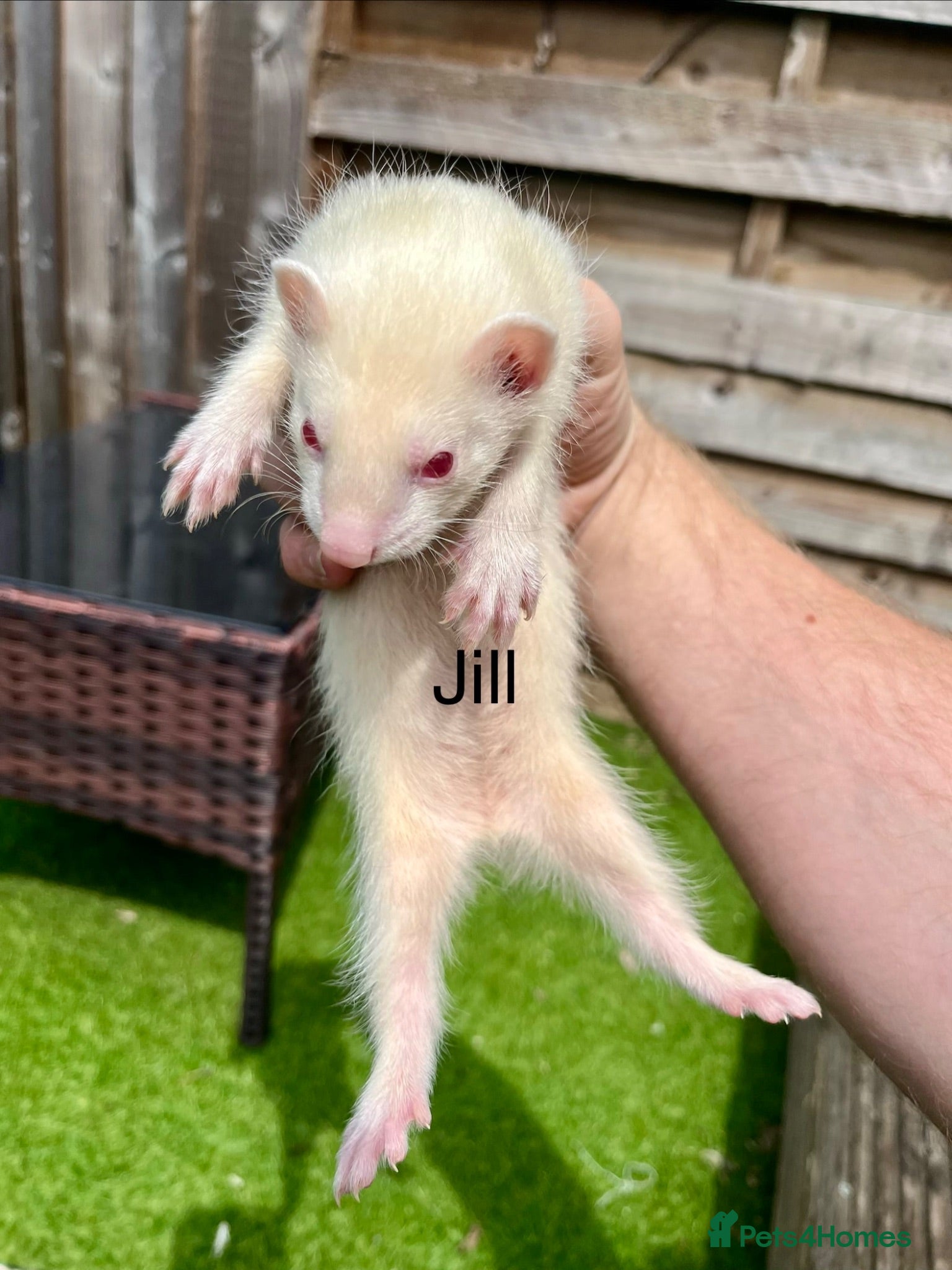 Ferret rodents 2 Hobs 2 Jills all albino ready to go  - Advert 2