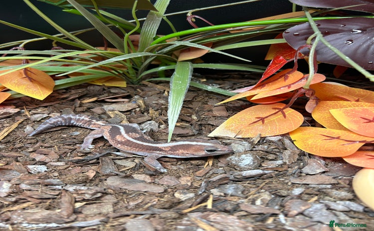 Gecko reptiles - Advert 1