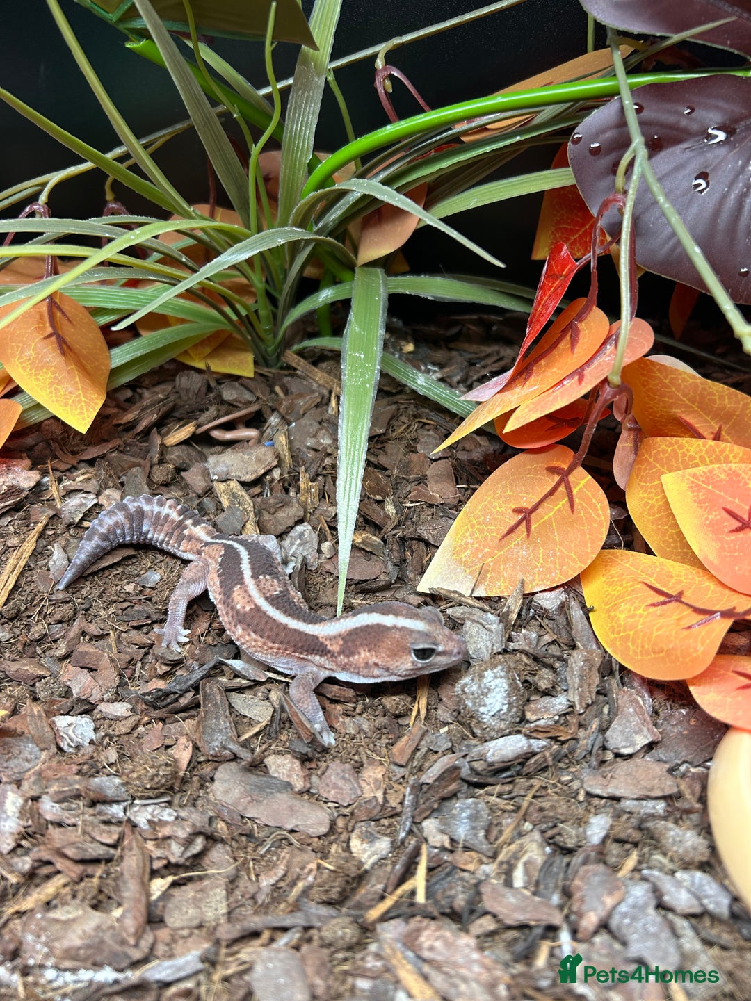 Gecko reptiles for sale: Fat Tail Gecko and Enclosure - Image 1