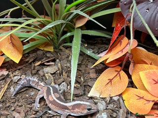 Gecko reptiles - Advert 19