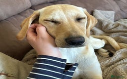 Mixed Breed dogs for adoption: Sika (Labrador/Pointer mix) - Image 2