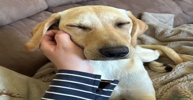Mixed Breed dogs - Advert 5