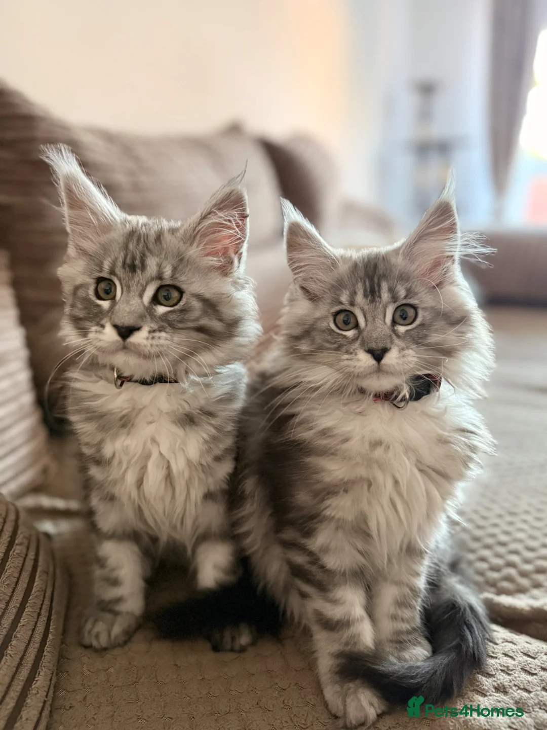 Maine Coon cats for sale: 🐾 Stunning Maine Coon Kittens🐾 - Advert 2