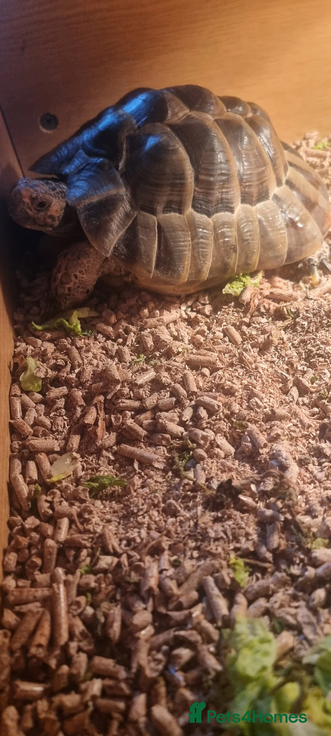 Tortoise reptiles for sale: 2 Greek Tortoise with indoor enclosure  in Ebbw Vale - Advert 5