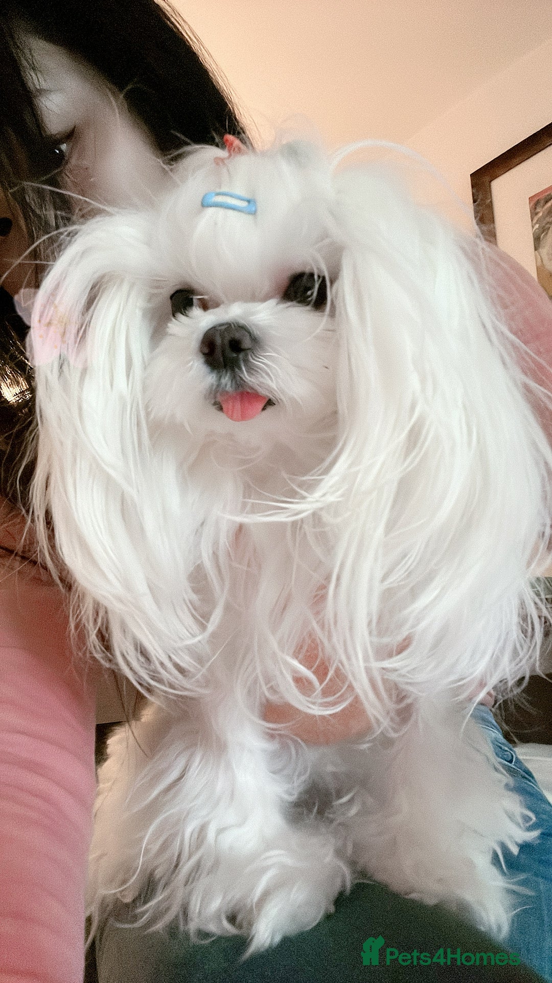 Maltipoo dogs Mini Maltipoo puppies for sale - Advert 11