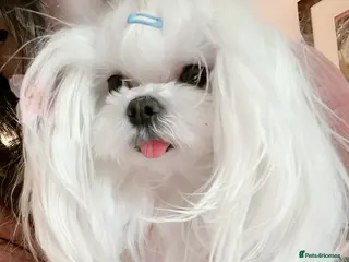 Maltipoo dogs family pet litter Mini Maltipoo puppies - Advert 4