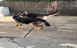 German Shepherd dogs for sale: Beautiful black/tan German shepherd pups for sale  - Image 12