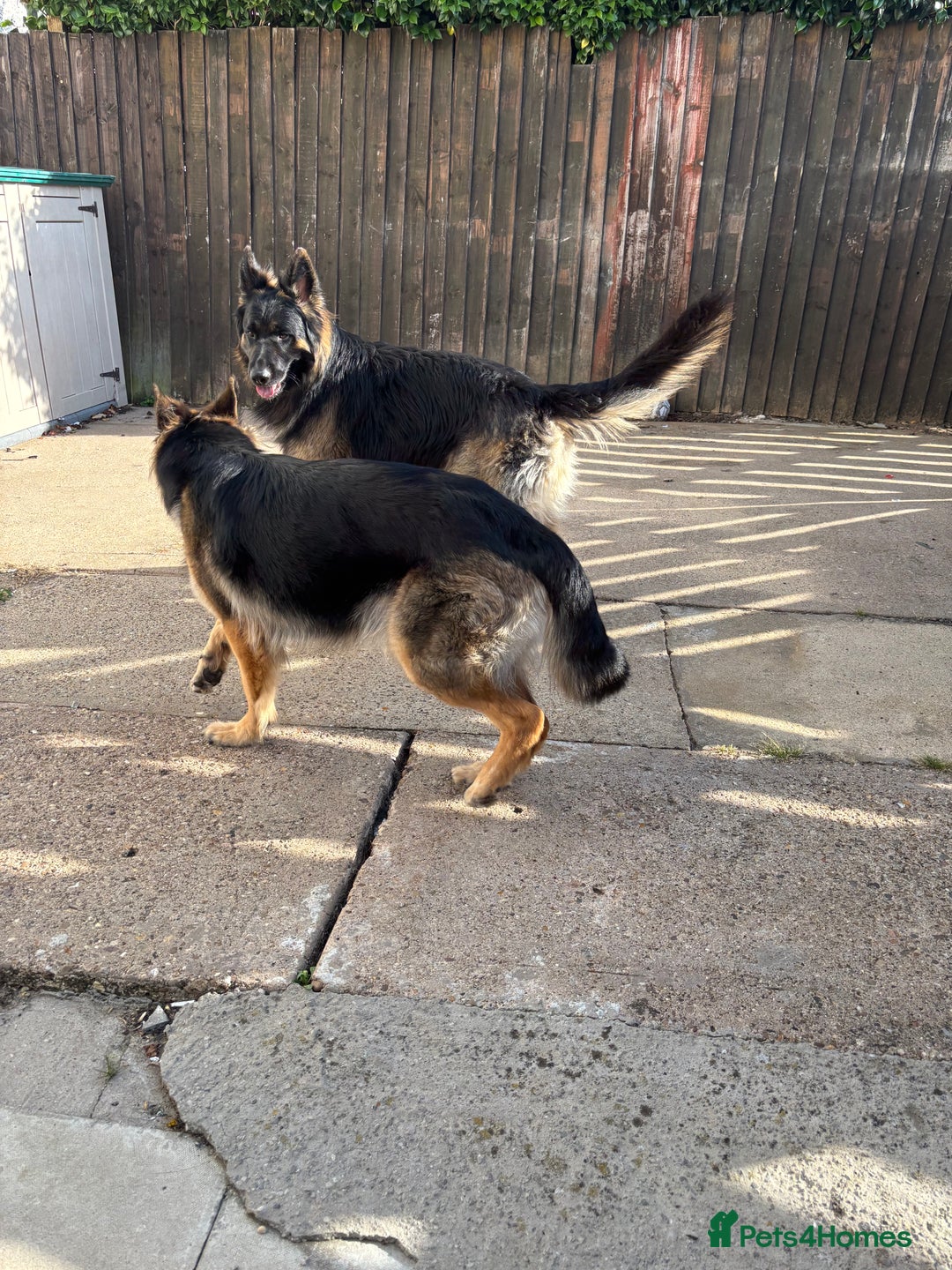 German Shepherd dogs for sale: Beautiful black/tan German shepherd pups for sale  - Image 12