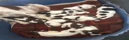English Springer Spaniel dogs for sale: Beautiful litter of KC English Springer spaniel  - Advert 4
