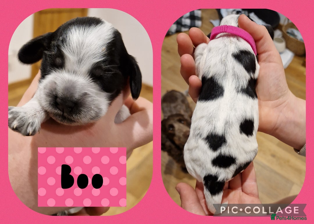 Cocker Spaniel dogs for sale: KC registered Show Type Cocker Spaniels - Image 10