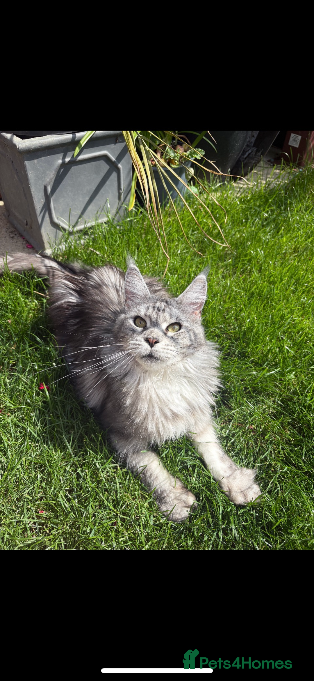 Maine Coon cats for sale: Pedigree registered Maine Coon - Advert 5