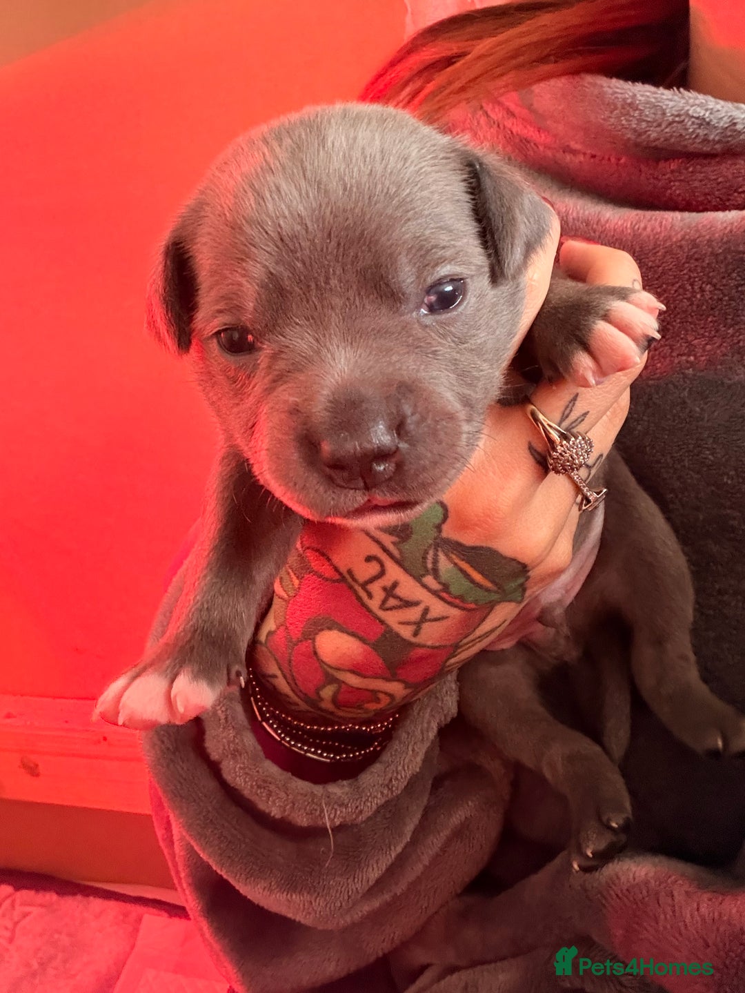 Staffordshire Bull Terrier dogs for sale: 💙Blue x Rare Fawn Staffordshire Bull Terrier Pups - Advert 12
