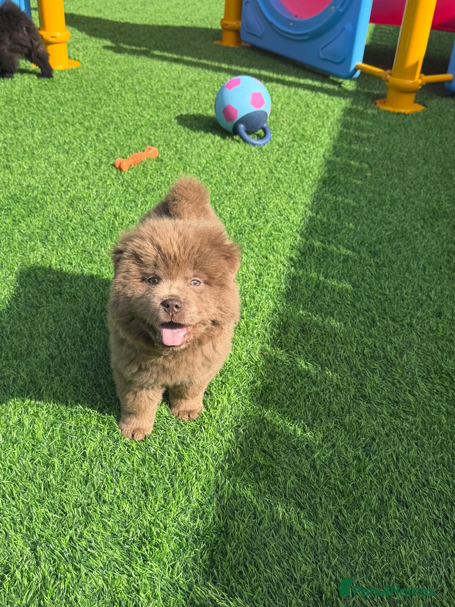 Chow Chow dogs Exotic colour pure chow chow puppies for sale  - Advert 2