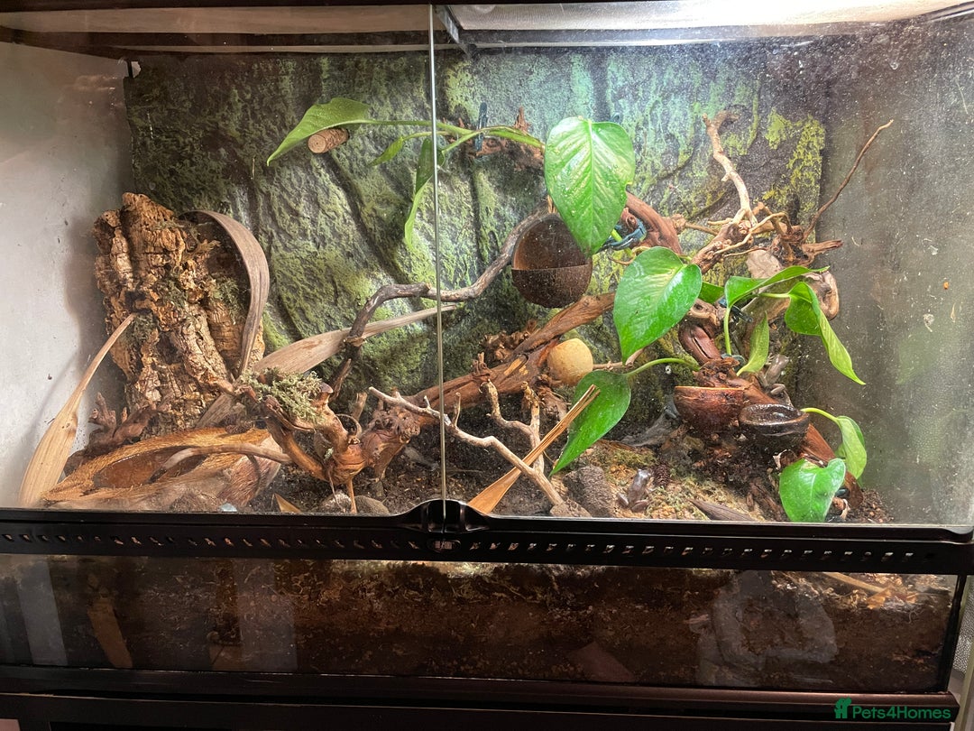 Frog reptiles for sale: Pair of Whites Tree Frogs with Enclosure and Stand - Image 5