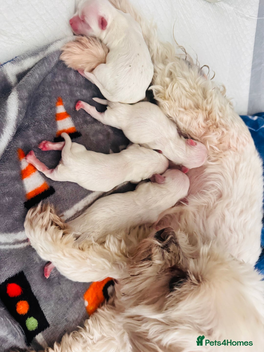 Maltese dogs for sale: Beautiful Maltese puppies ✨ - Advert 7