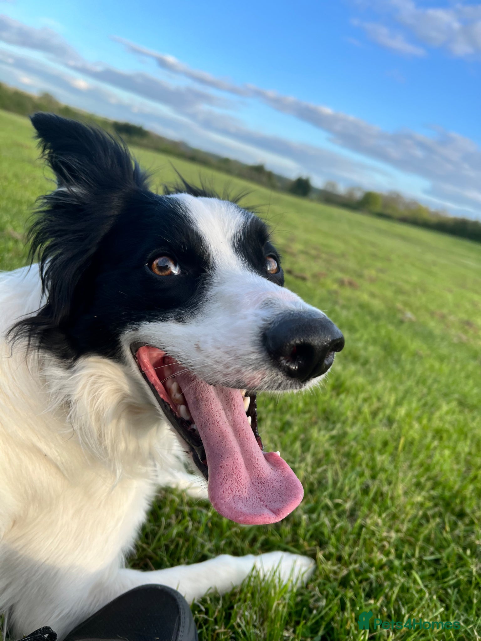 Border Collie dogs Border collie - Advert 1