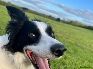Border Collie dogs Border collie - Advert 9
