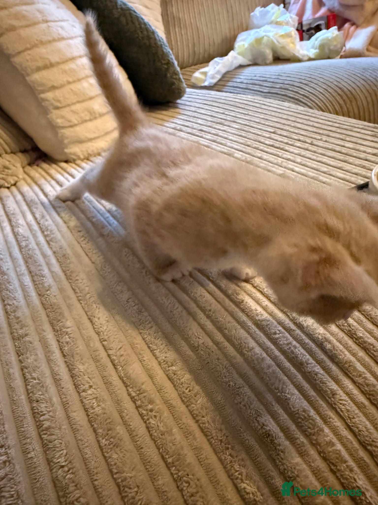 Mixed Breed cats for sale: 3 kittens for sale - Advert 7