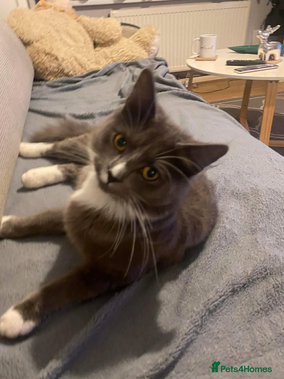 Mixed Breed cats for sale: A beautiful gray-brown tabby cat😍😍😍 in Luton - Advert 4