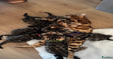 Bengal cats - Advert 4