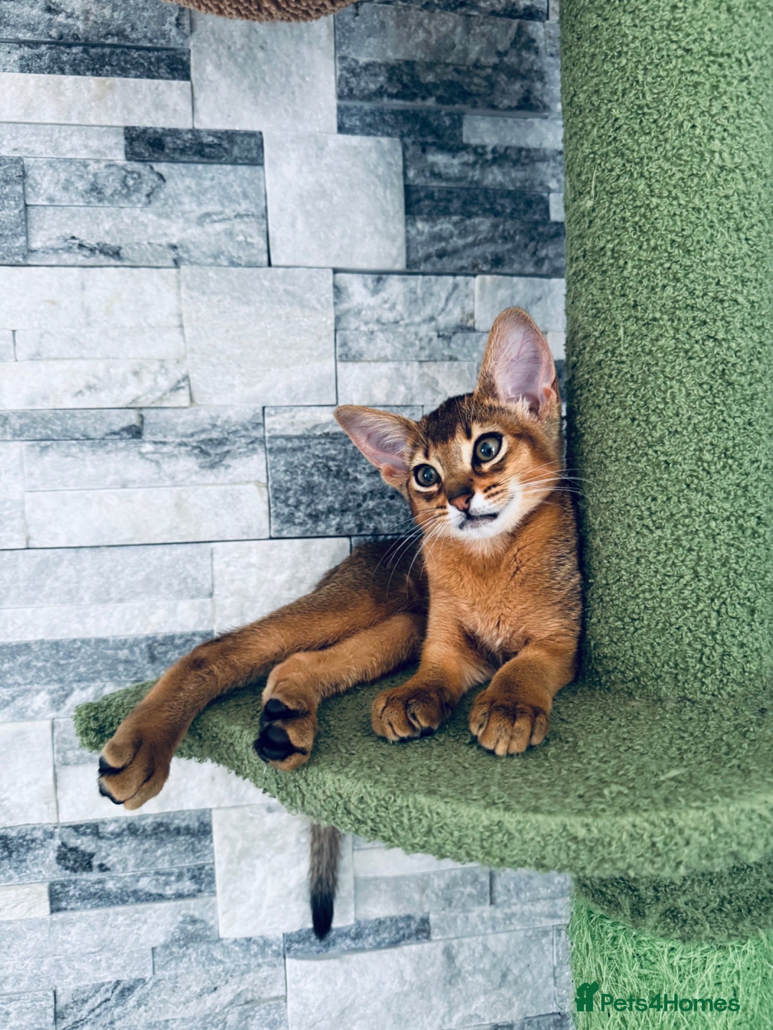 Abyssinian cats Ready for new home pedigree abbysinian kittens!!! - Advert 1