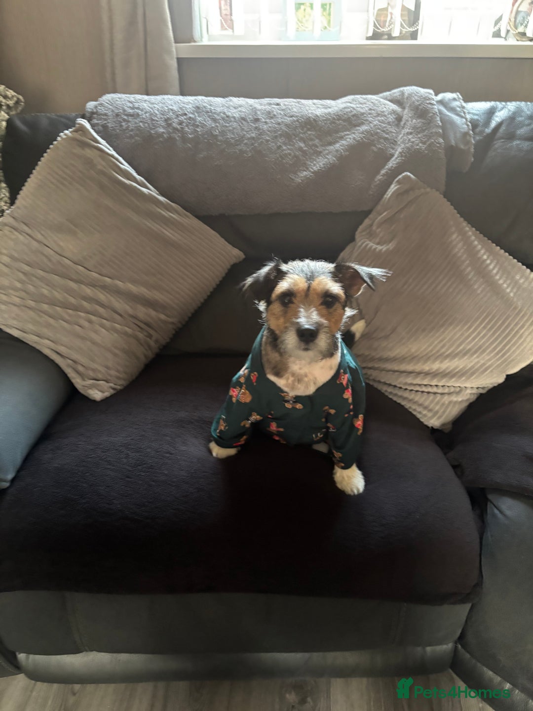 Jack Russell dogs for sale: Jack russel puppies - Advert 9