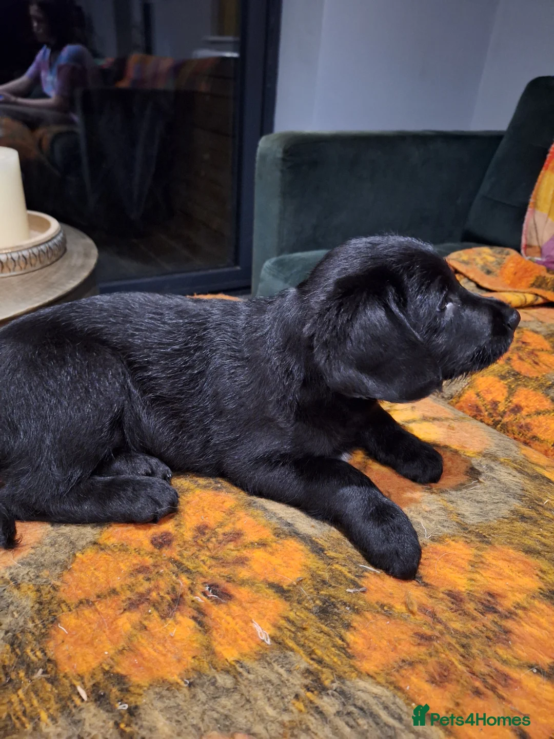Mixed Breed dogs for sale: Black doodle ready now - Advert 4