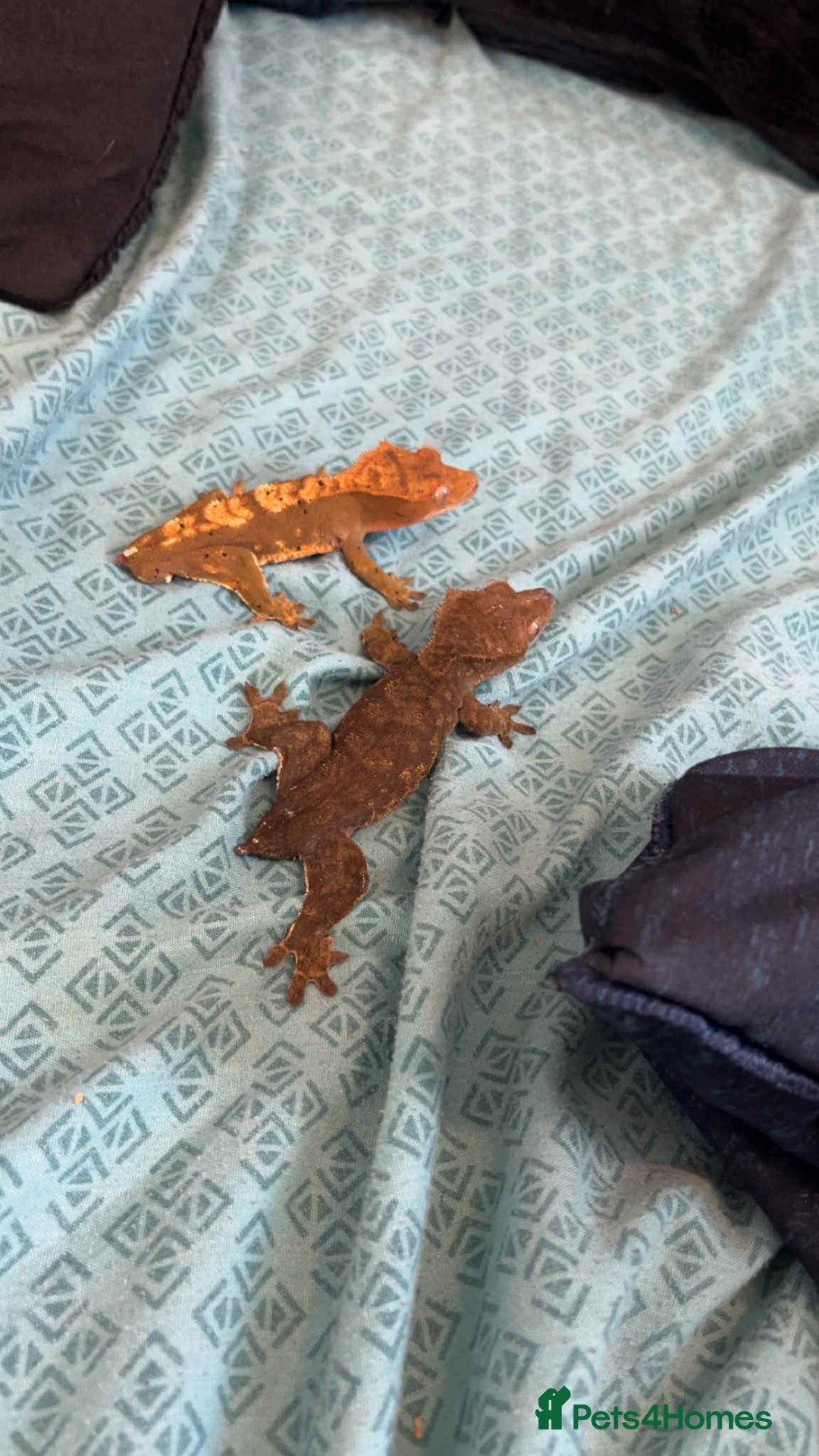 Gecko reptiles for sale: Crested geckos - Advert 8
