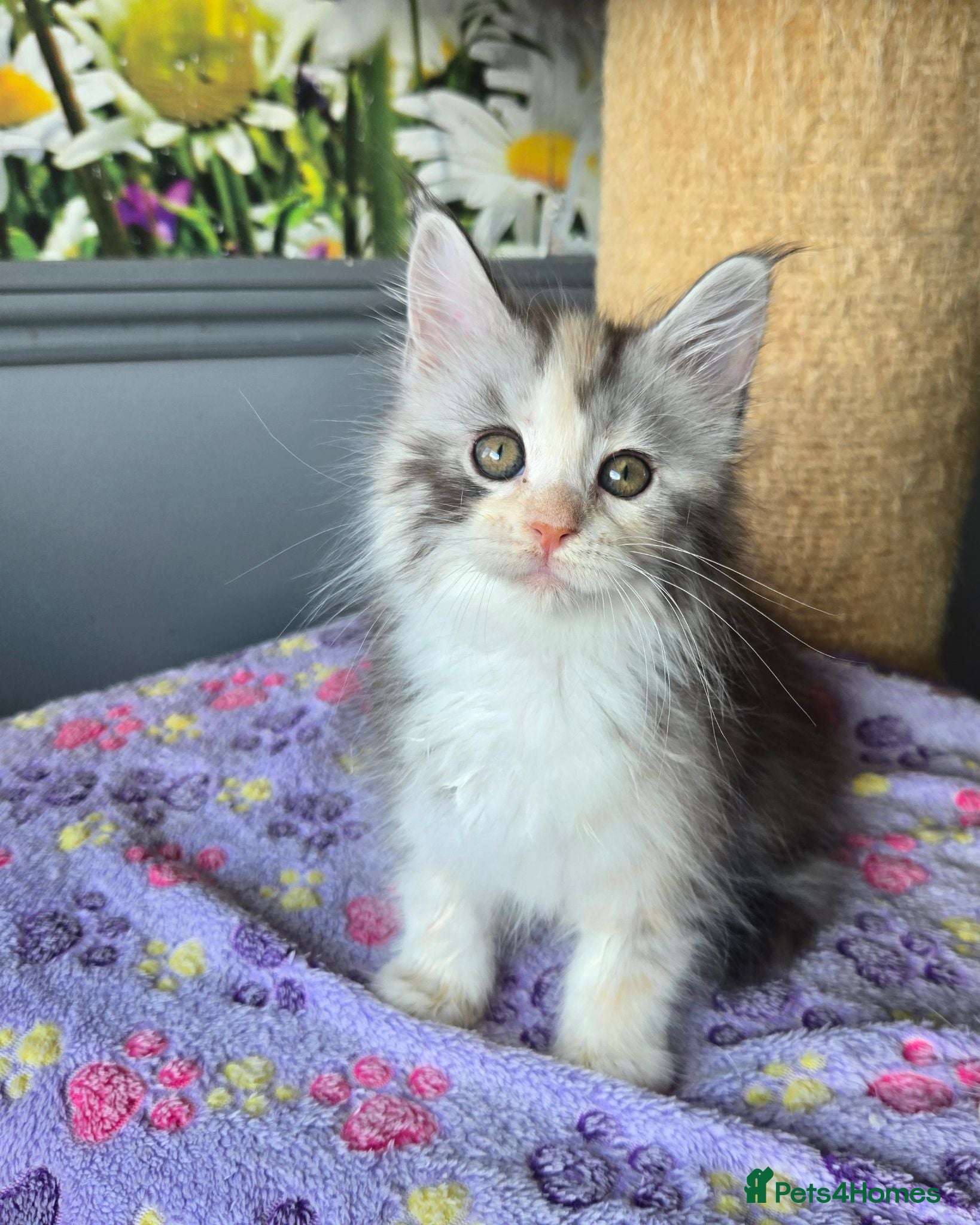 Maine Coon cats Stunning TICA Maine Coon kittens - Advert 2