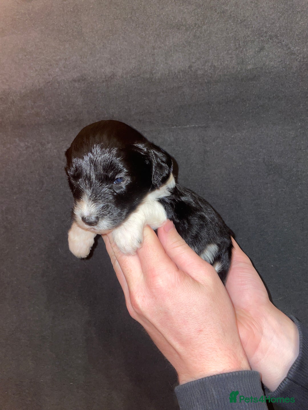 Mixed Breed dogs for sale: Gorgeous Sprockador puppy’s for sale - Image 9