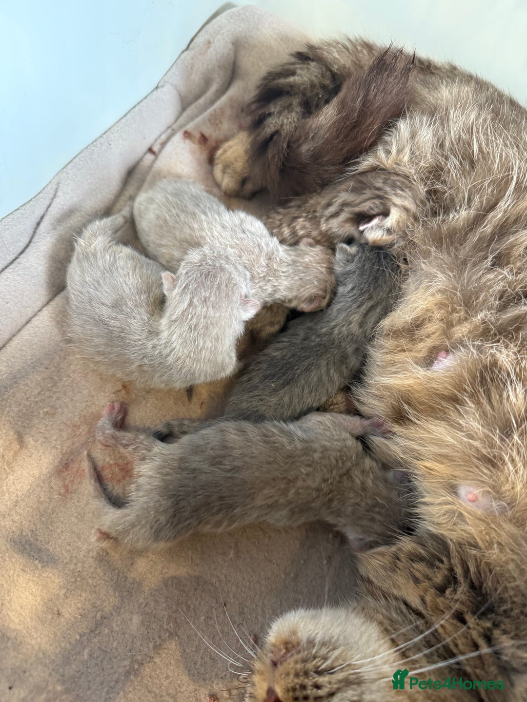British Shorthair cats for sale: Pedigree British shorthair kittens ready in 2 week - Image 11