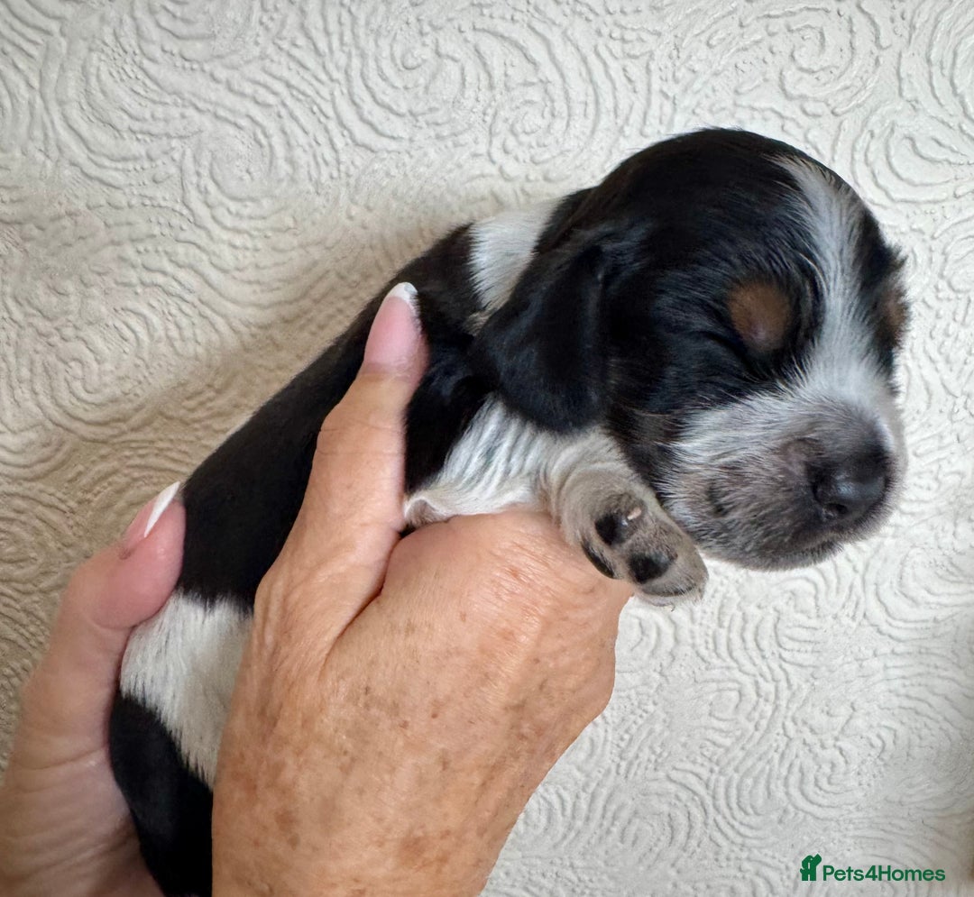 Cocker Spaniel dogs for sale: Pedigree Show cocker spaniels  - Image 10