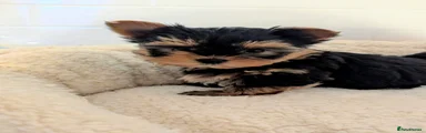 Yorkshire Terrier Puppy 2