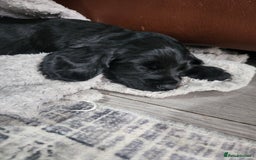 Cocker Spaniel dogs for sale: Cocker spaniel puppys. - Image 4