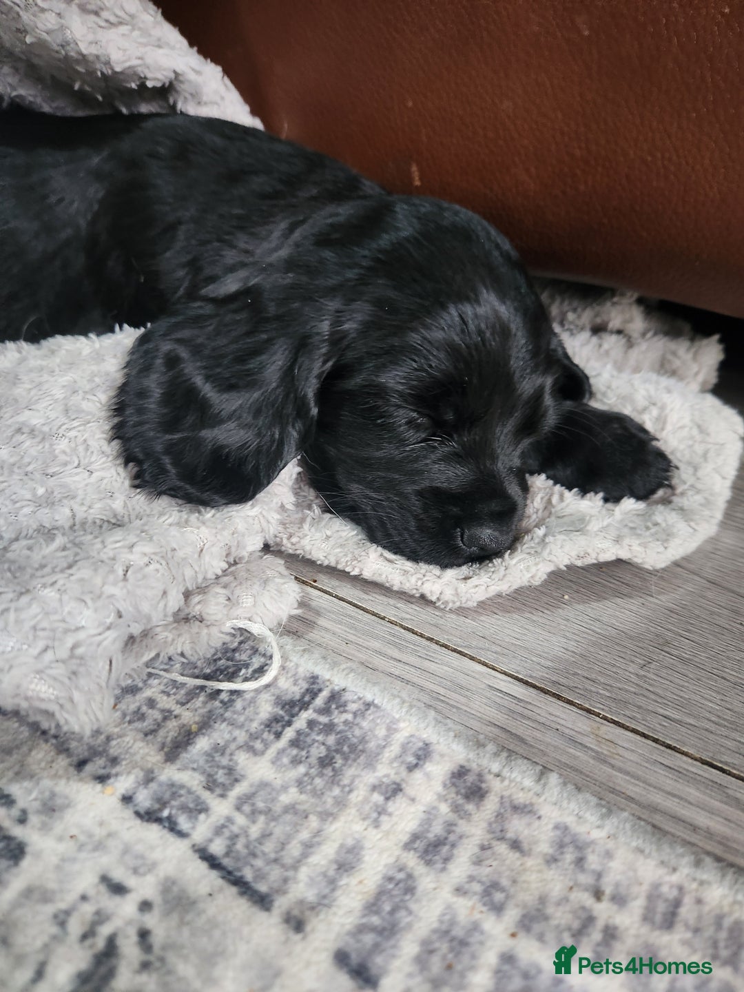 Cocker Spaniel dogs for sale: Cocker spaniel puppys. - Image 4