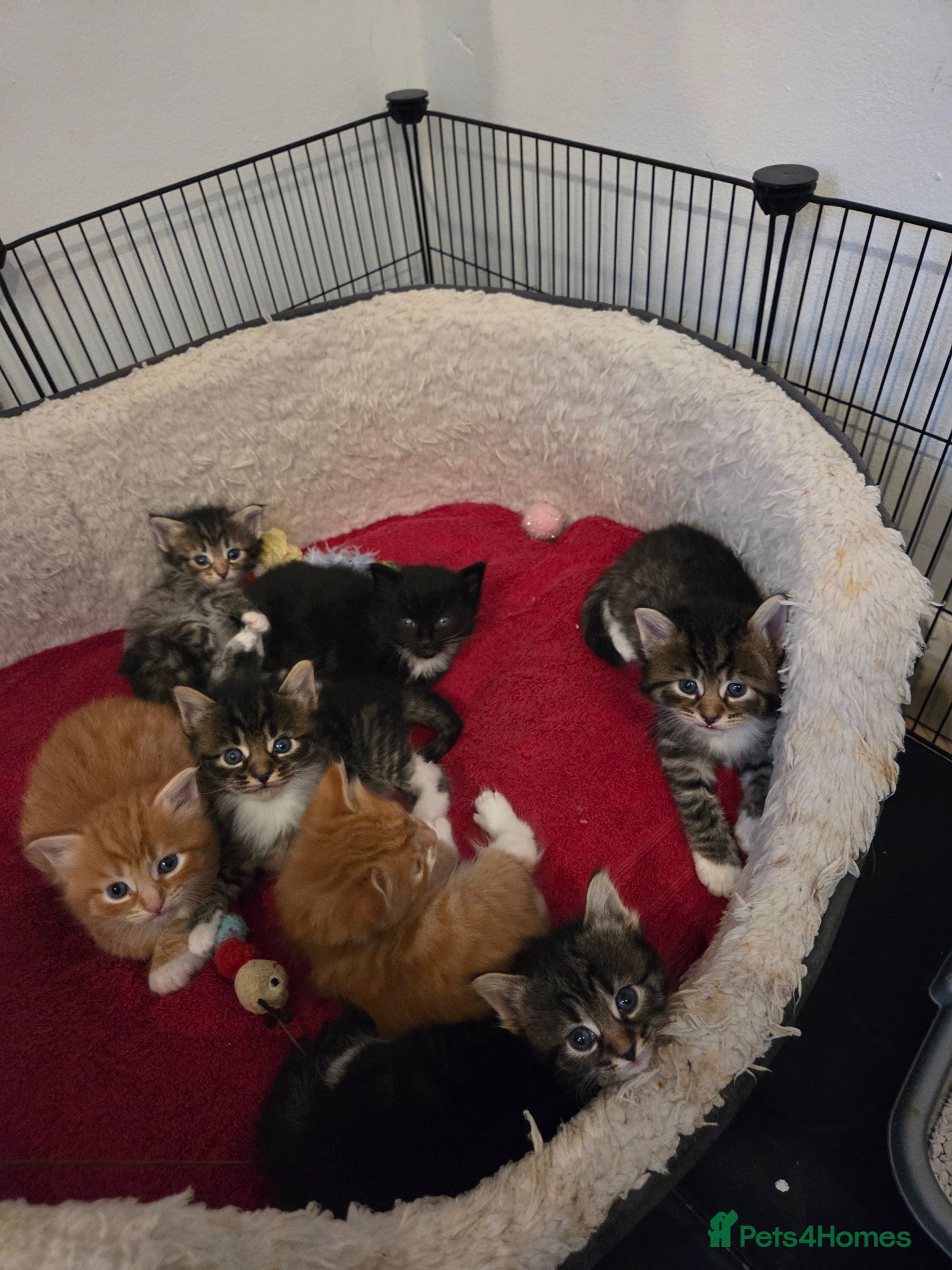 Norwegian Forest Cat cats Gorgeous Norwegian Forest kittens - Advert 5