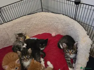 Norwegian Forest Cat cats Gorgeous Norwegian Forest kittens - Advert 1