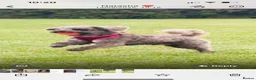Jackapoo dogs for stud: Jackapoo for stud  - Advert 1