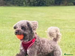 Jackapoo dogs Jackapoo F1b for stud - Advert 4