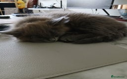 British Shorthair cats for sale: Gorgeous Short-hair British Blue - Image 10