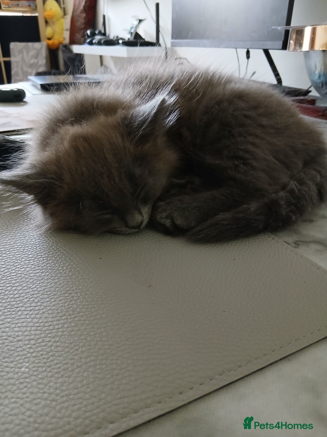 British Shorthair cats for sale: Gorgeous Short-hair British Blue - Image 10