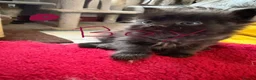 Ragcoon cats for sale: Ragcoon - Advert 6