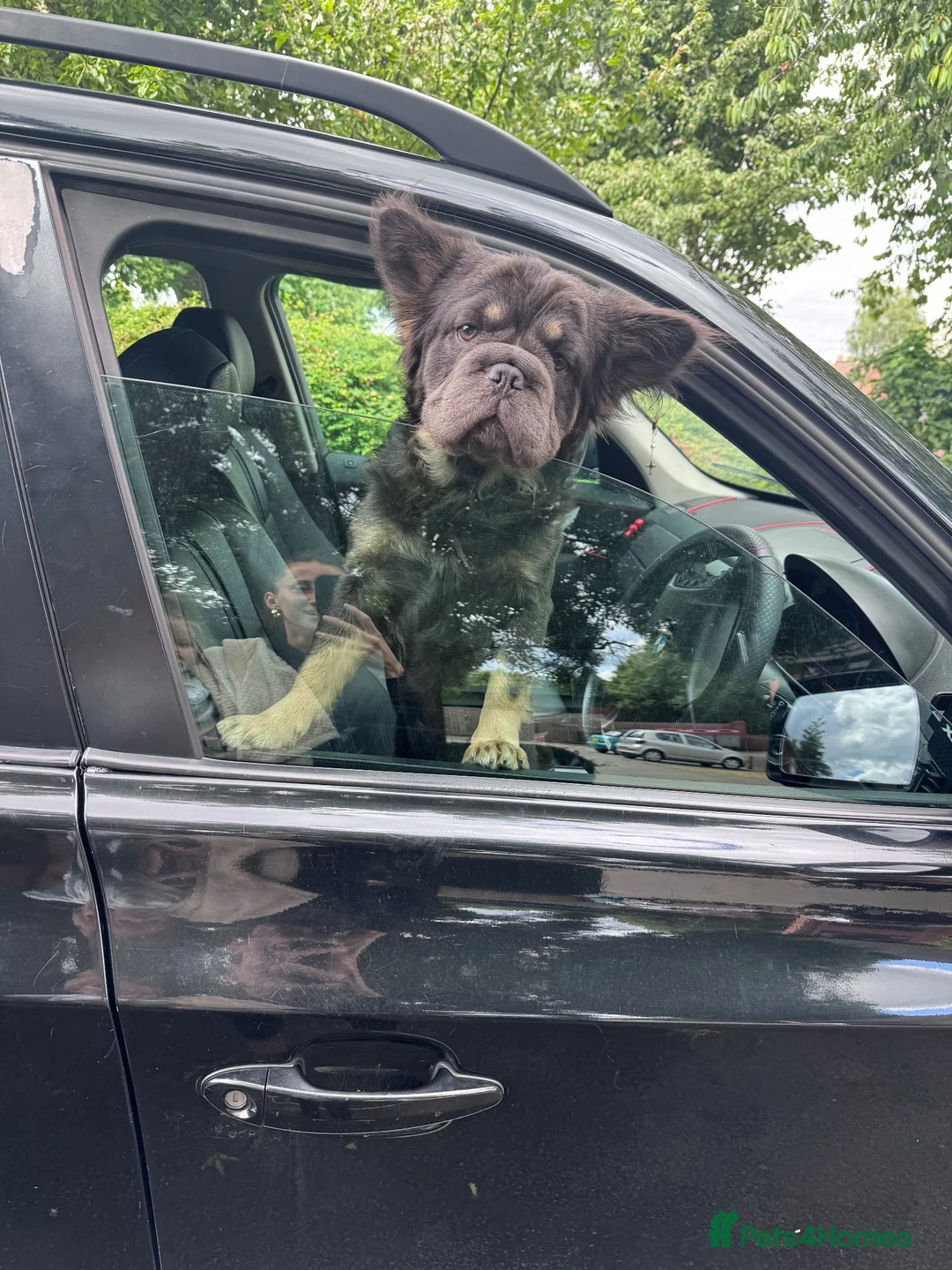 French Bulldog dogs for stud:  **  frenchie STUD in Leamington Spa - Advert 1