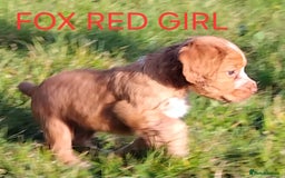 Cocker Spaniel dogs for sale: Cocka pups ready for new home - Image 6