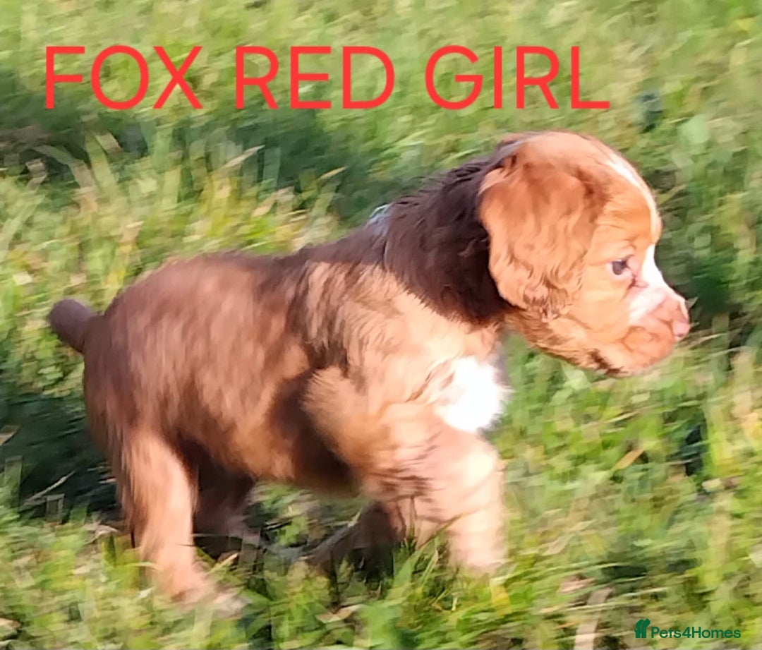 Cocker Spaniel dogs for sale: Cocka pups ready for new home - Image 6