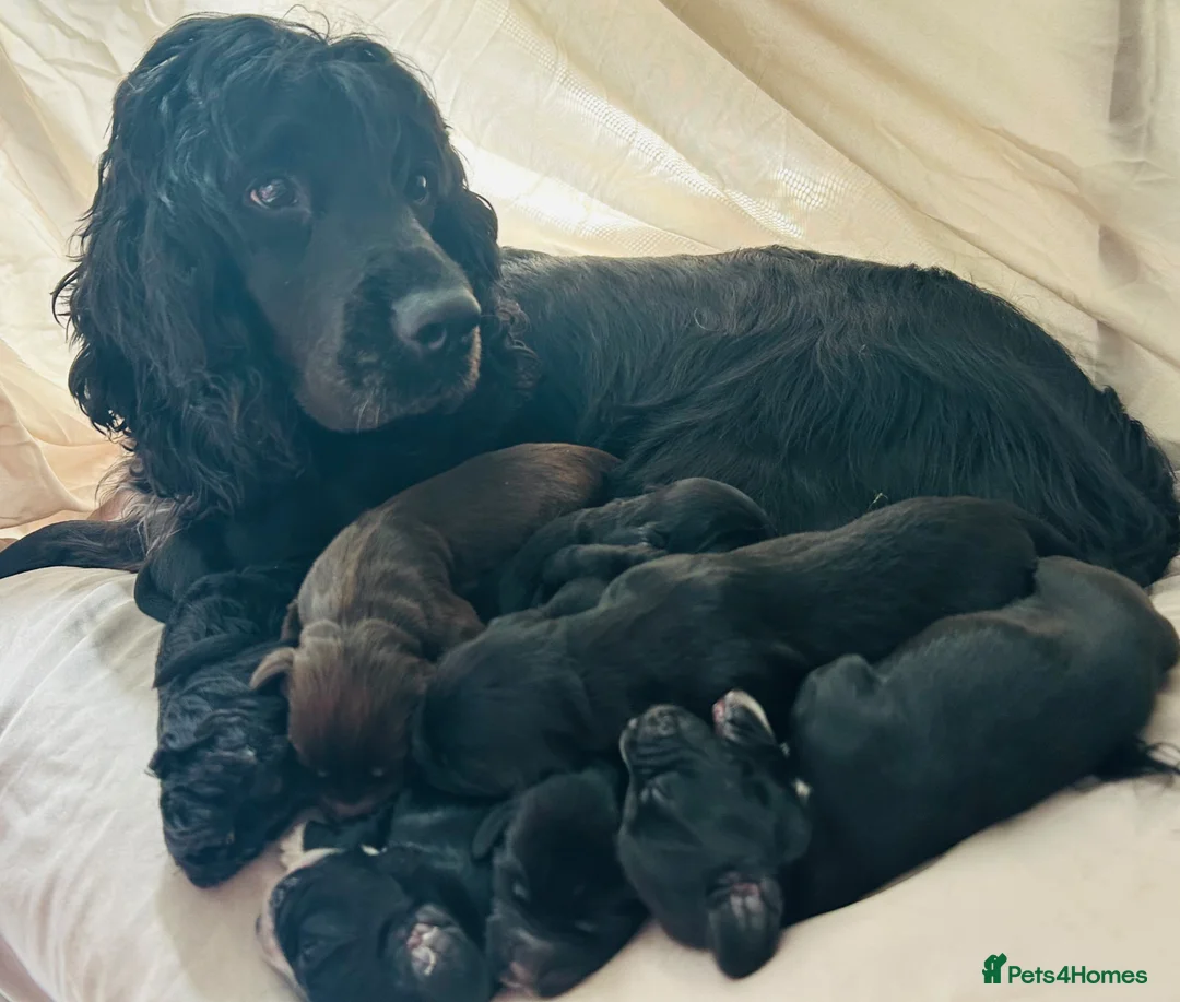 Cockapoo dogs for sale: Cockapoo  in Tidworth - Advert 1