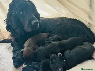 Cockapoo dogs Cockapoo 2 girls left - Advert 16