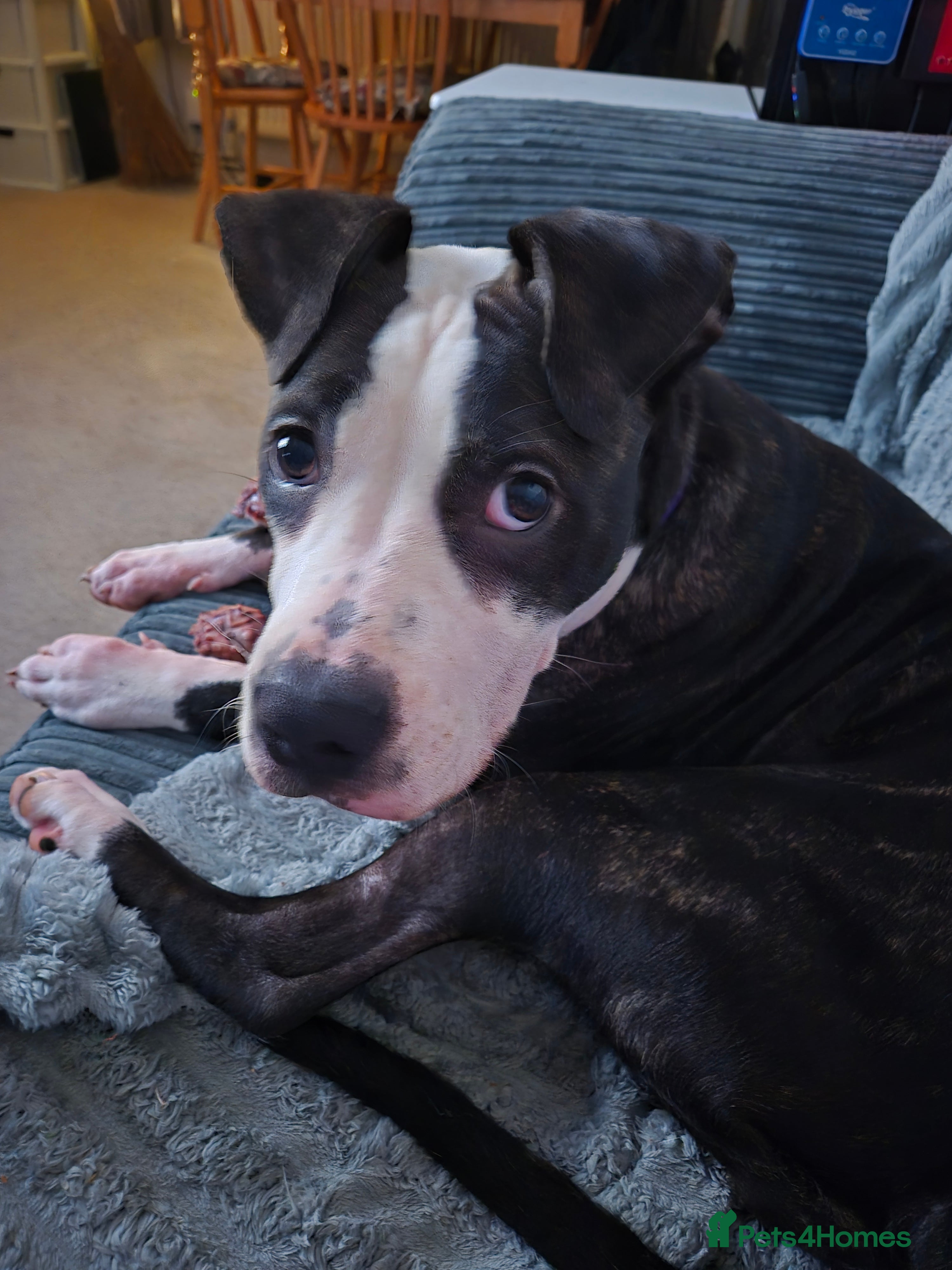 American Bulldog dogs Beautiful American Bulldog for sale - Advert 1